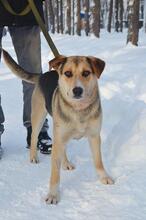BON, Hund, Mischlingshund in Russische Föderation - Bild 16