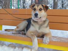 BON, Hund, Mischlingshund in Russische Föderation - Bild 2