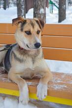 BON, Hund, Mischlingshund in Russische Föderation - Bild 3