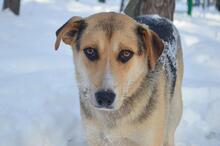 BON, Hund, Mischlingshund in Russische Föderation - Bild 5