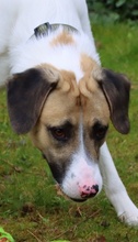 GEDEON, Hund, Mischlingshund in Weinheim - Bild 4