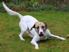GEDEON, Hund, Mischlingshund in Weinheim - Bild 6