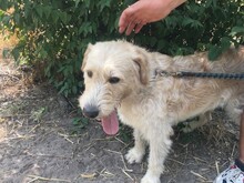 ALBERT, Hund, Mischlingshund in Ungarn - Bild 3
