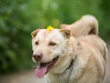 LORA, Hund, Shar Pei in Russische Föderation - Bild 1