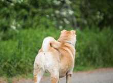 LORA, Hund, Shar Pei in Russische Föderation - Bild 7