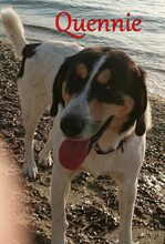 QUENNIE, Hund, Griechischer Hirtenhund-Mix in Griechenland - Bild 2