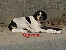 QUENNIE, Hund, Griechischer Hirtenhund-Mix in Griechenland - Bild 3