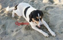 QUENNIE, Hund, Griechischer Hirtenhund-Mix in Griechenland - Bild 4
