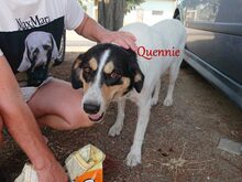 QUENNIE, Hund, Griechischer Hirtenhund-Mix in Griechenland - Bild 5
