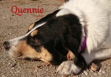QUENNIE, Hund, Griechischer Hirtenhund-Mix in Griechenland - Bild 6