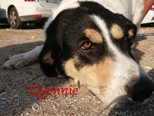 QUENNIE, Hund, Griechischer Hirtenhund-Mix in Griechenland - Bild 7