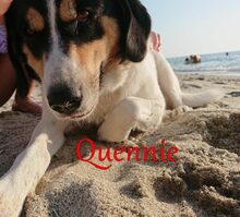 QUENNIE, Hund, Griechischer Hirtenhund-Mix in Griechenland - Bild 8