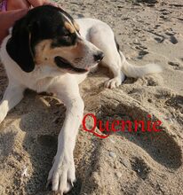 QUENNIE, Hund, Griechischer Hirtenhund-Mix in Griechenland - Bild 9