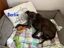 BERLIN, Hund, Mischlingshund in Spanien - Bild 1
