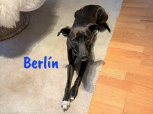 BERLIN, Hund, Mischlingshund in Spanien - Bild 2