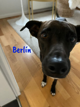 BERLIN, Hund, Mischlingshund in Spanien - Bild 4