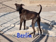 BERLIN, Hund, Mischlingshund in Spanien - Bild 5