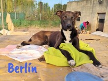 BERLIN, Hund, Mischlingshund in Spanien - Bild 6