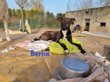 BERLIN, Hund, Mischlingshund in Spanien - Bild 9