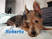 ROBERTO, Hund, Yorkshire Terrier-Mix in Krefeld - Bild 1