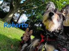 ROBERTO, Hund, Yorkshire Terrier-Mix in Krefeld - Bild 4