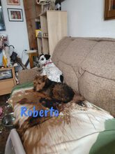 ROBERTO, Hund, Yorkshire Terrier-Mix in Krefeld - Bild 5