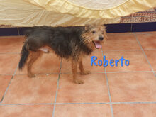 ROBERTO, Hund, Yorkshire Terrier-Mix in Krefeld - Bild 7