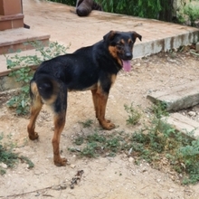 ZEUS, Hund, Rottweiler-Mix in Spanien - Bild 10