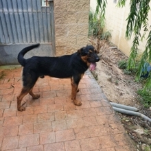 ZEUS, Hund, Rottweiler-Mix in Spanien - Bild 11