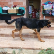 ZEUS, Hund, Rottweiler-Mix in Spanien - Bild 13
