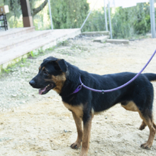 ZEUS, Hund, Rottweiler-Mix in Spanien - Bild 3