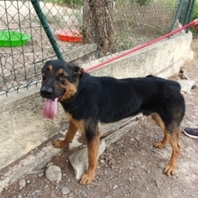 ZEUS, Hund, Rottweiler-Mix in Spanien - Bild 6
