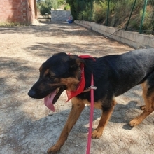 ZEUS, Hund, Rottweiler-Mix in Spanien - Bild 7