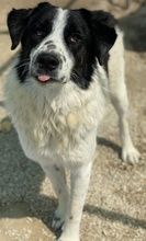 LUTANDO, Hund, Mischlingshund in Griechenland - Bild 4