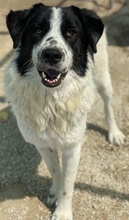 LUTANDO, Hund, Mischlingshund in Griechenland - Bild 5