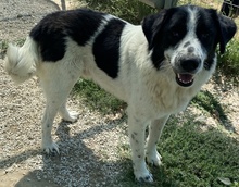 LUTANDO, Hund, Mischlingshund in Griechenland - Bild 6