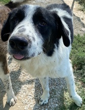 LUTANDO, Hund, Mischlingshund in Griechenland - Bild 7
