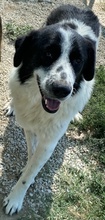 LUTANDO, Hund, Mischlingshund in Griechenland - Bild 8