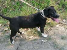 ANTONIA, Hund, Mischlingshund in Ungarn - Bild 2