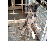 MARILYN, Hund, Mischlingshund in Rumänien - Bild 2