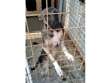 MARILYN, Hund, Mischlingshund in Rumänien - Bild 5