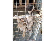MARILYN, Hund, Mischlingshund in Rumänien - Bild 6