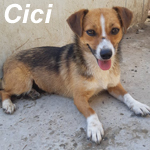 CICI, Hund, Mischlingshund in Bad Belzig