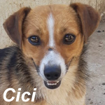 CICI, Hund, Mischlingshund in Bad Belzig - Bild 2