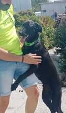 DASEL, Hund, Mischlingshund in Spanien - Bild 2