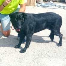 DASEL, Hund, Mischlingshund in Spanien - Bild 3