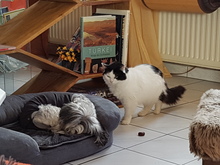 LUNA, Katze, Europäische Langhaarkatze in Herne - Bild 4