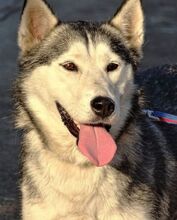 SASCHA, Hund, Siberian Husky in Rumänien - Bild 1