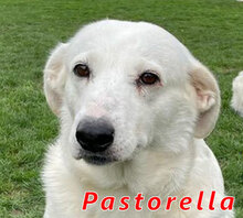 PASTORELLA, Hund, Mischlingshund in Italien - Bild 1