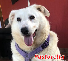 PASTORELLA, Hund, Mischlingshund in Italien - Bild 8